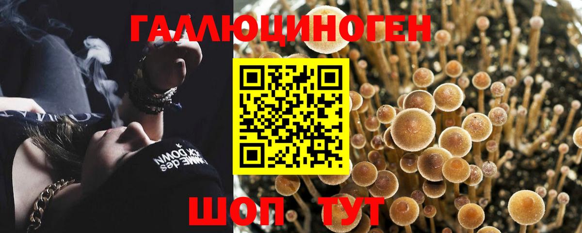 Псилоцибиновые грибы Psilocybe  Вход с VPN  Менделеевск 